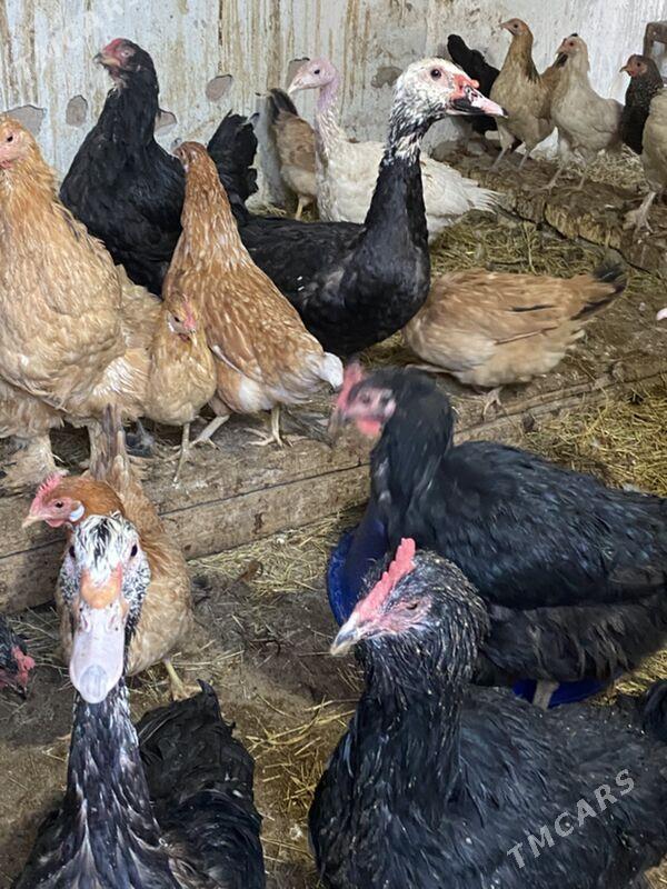 мускус - Türkmenabat - img 3