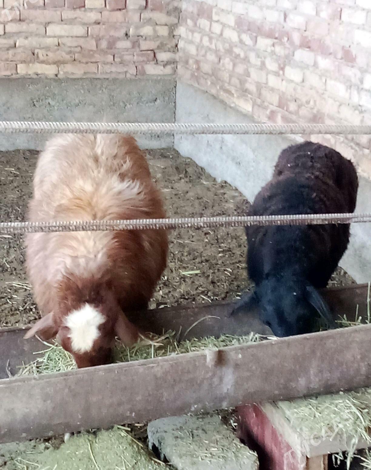 Gissar Goýunlar Bakyda Duran - Gökdepe - img 1