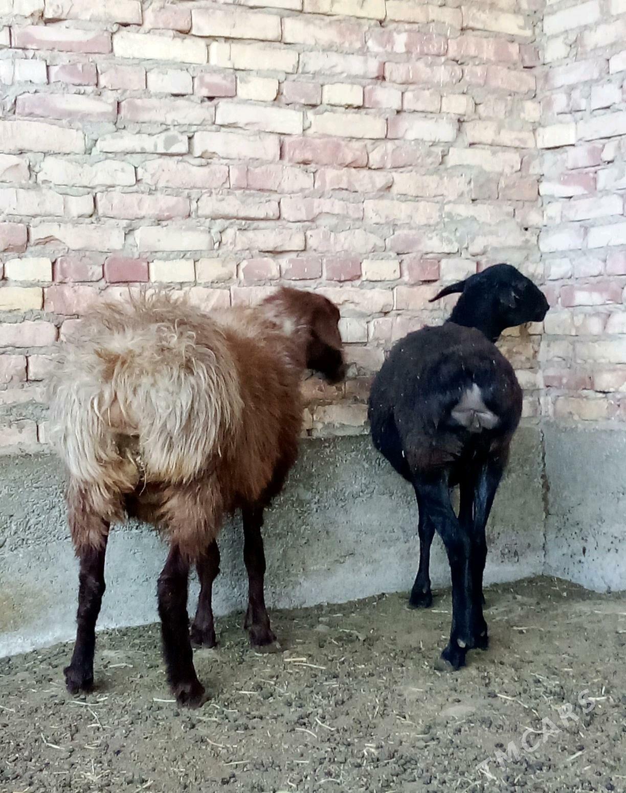 Gissar Goýunlar Bakyda Duran - Gökdepe - img 4