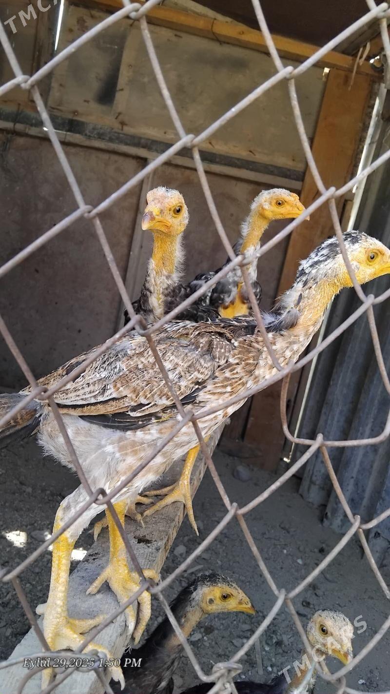 taskent - Gökdepe - img 2