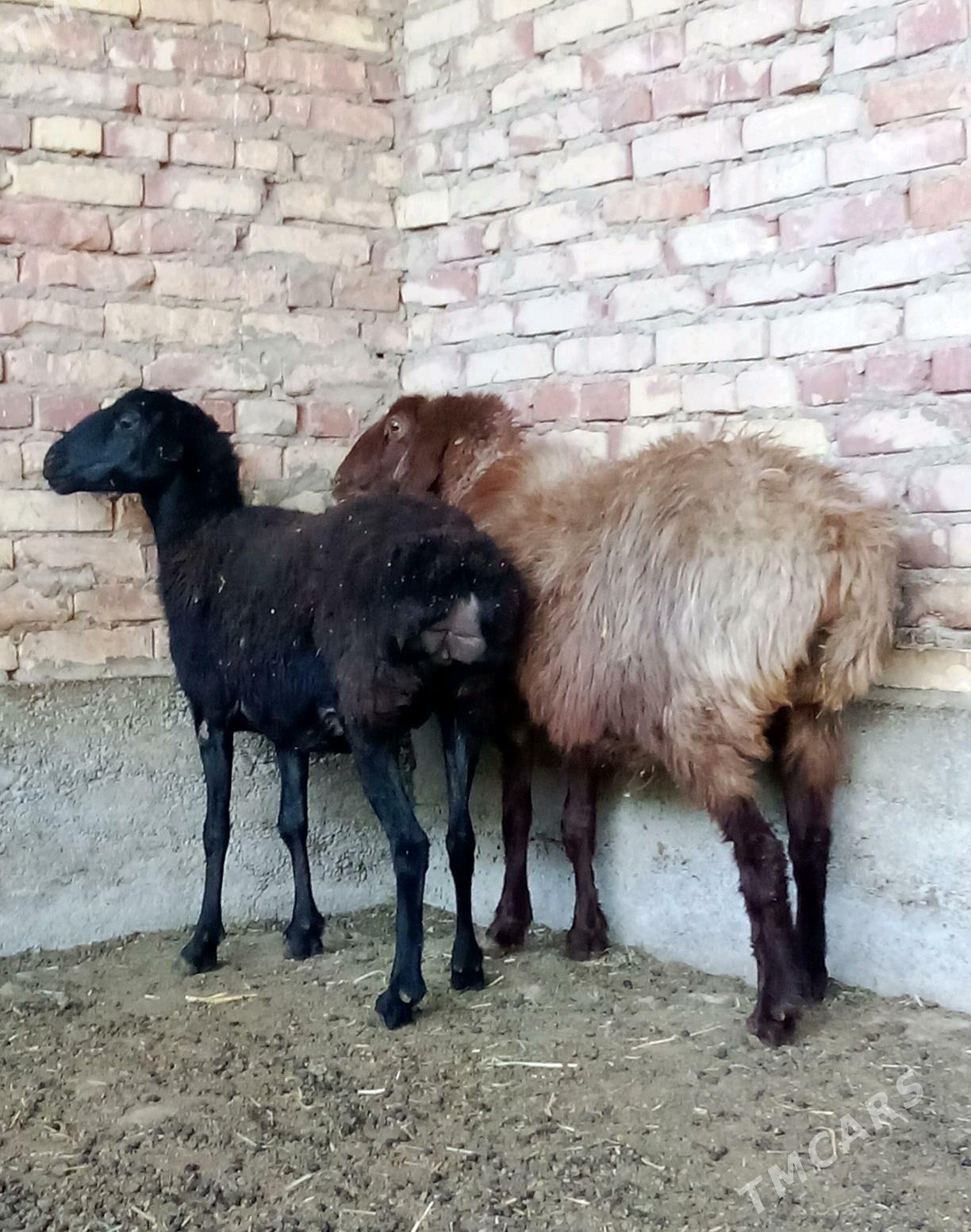 Gissar Goýunlar Bakyda Duran - Gökdepe - img 7