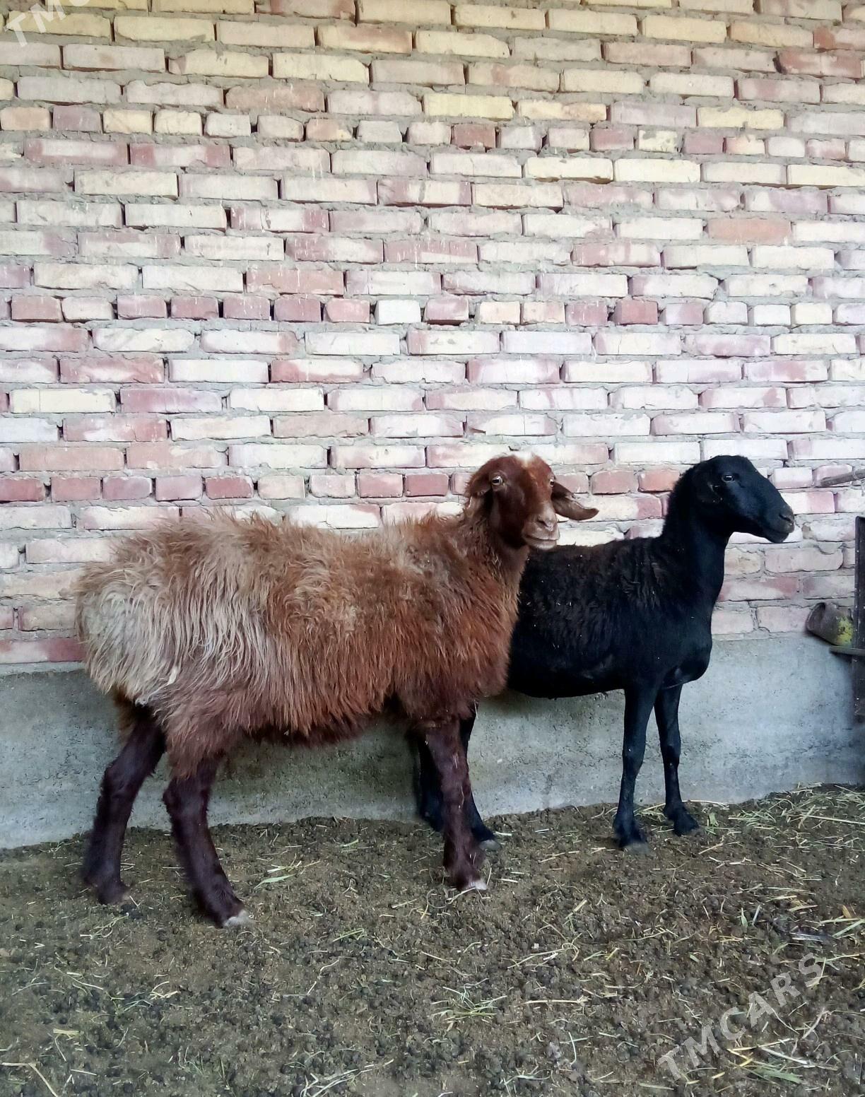 Gissar Goýunlar Bakyda Duran - Gökdepe - img 8