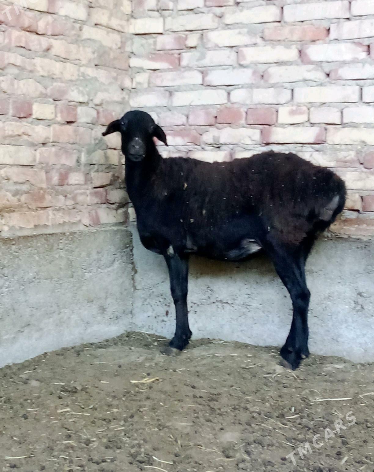 Gissar Goýunlar Bakyda Duran - Gökdepe - img 10