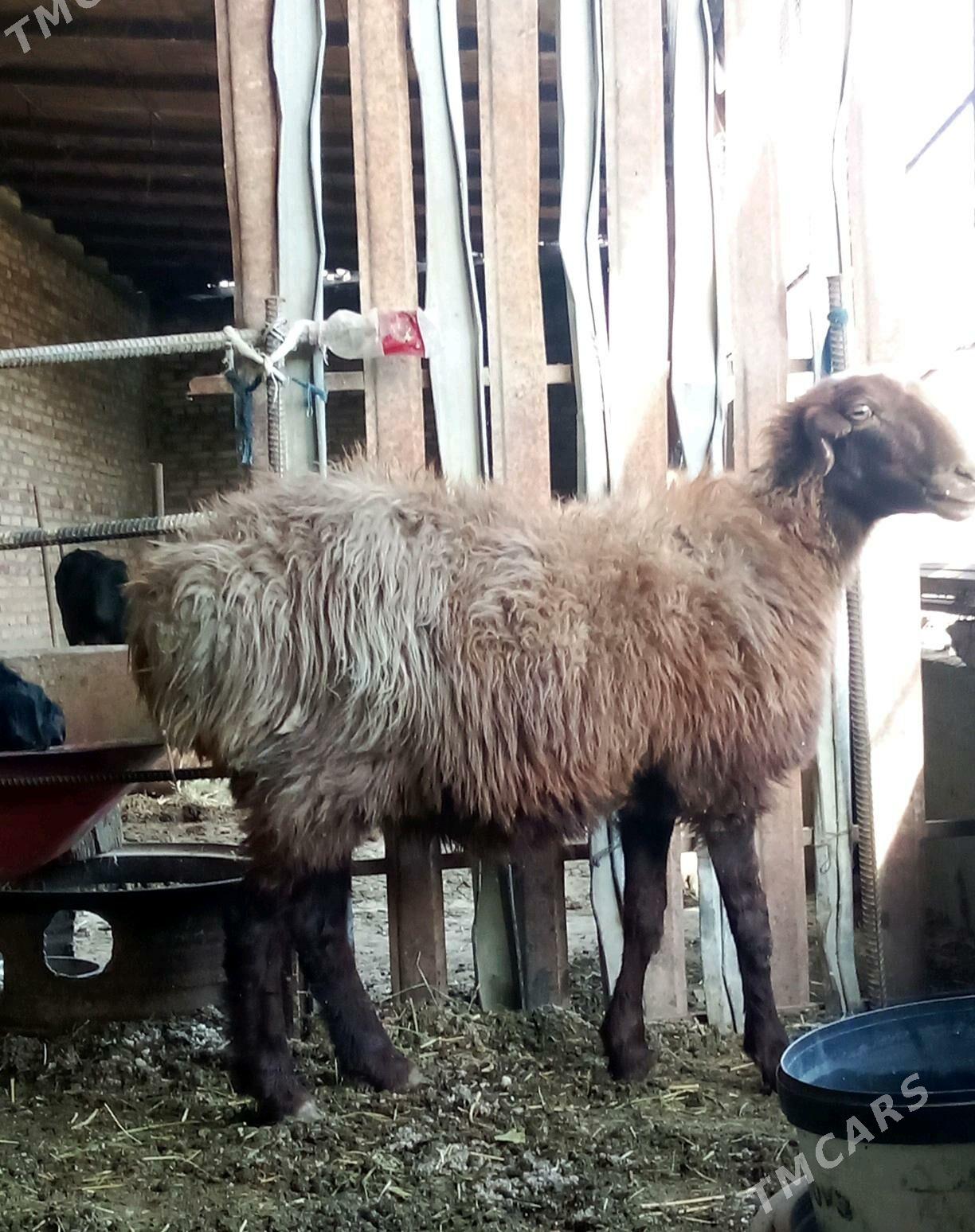 Gissar Goýunlar Bakyda Duran - Gökdepe - img 9