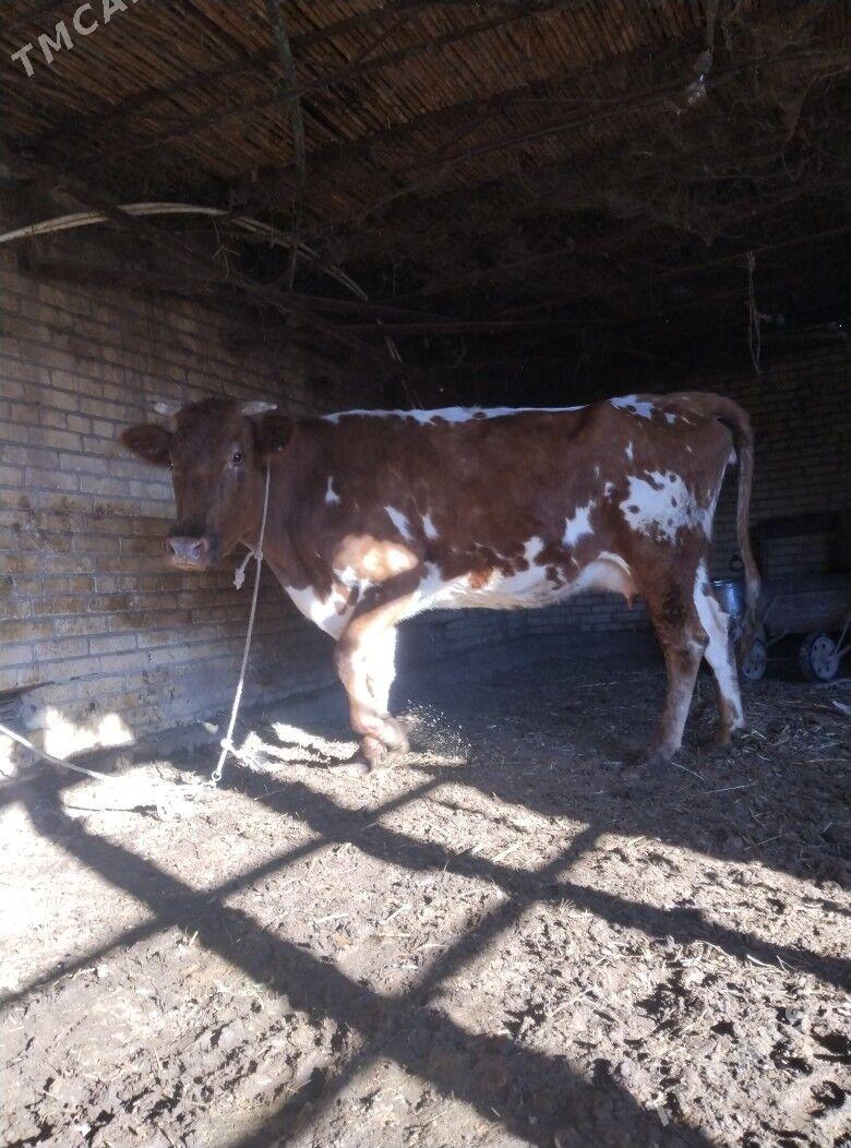 голели сыгыр - Чарджоу - img 2