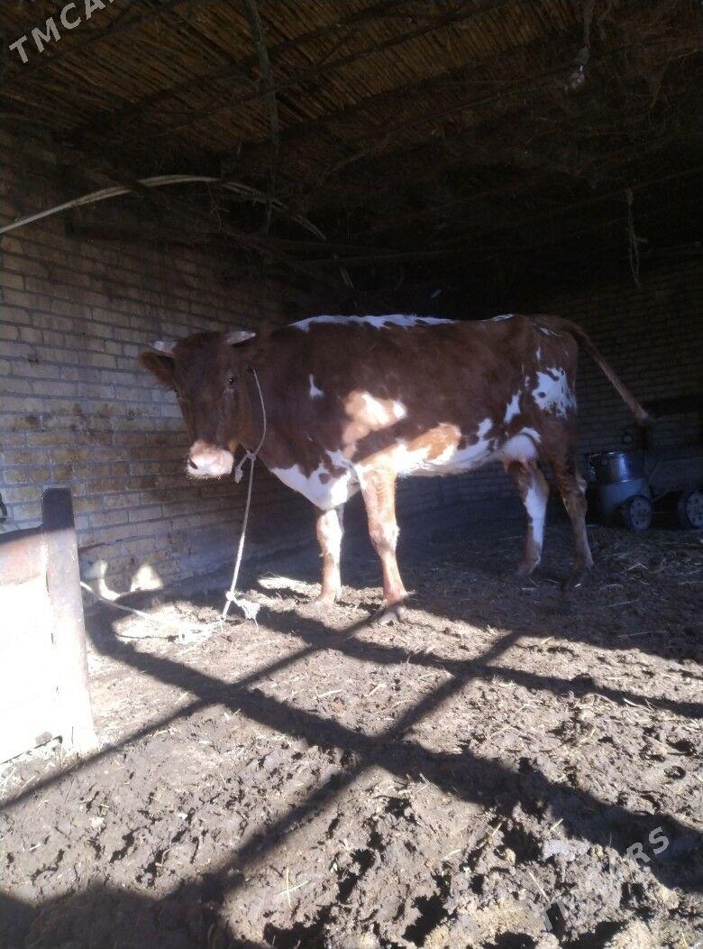 голели сыгыр - Чарджоу - img 3