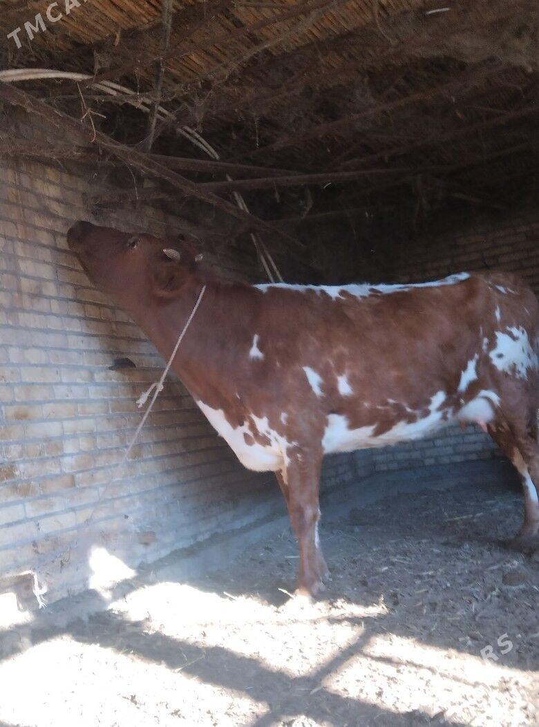 голели сыгыр - Чарджоу - img 1