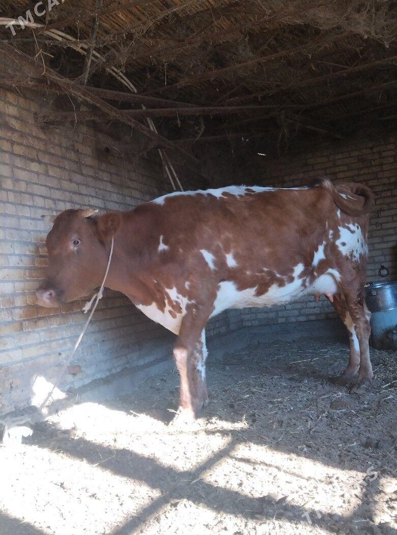 голели сыгыр - Чарджоу - img 4