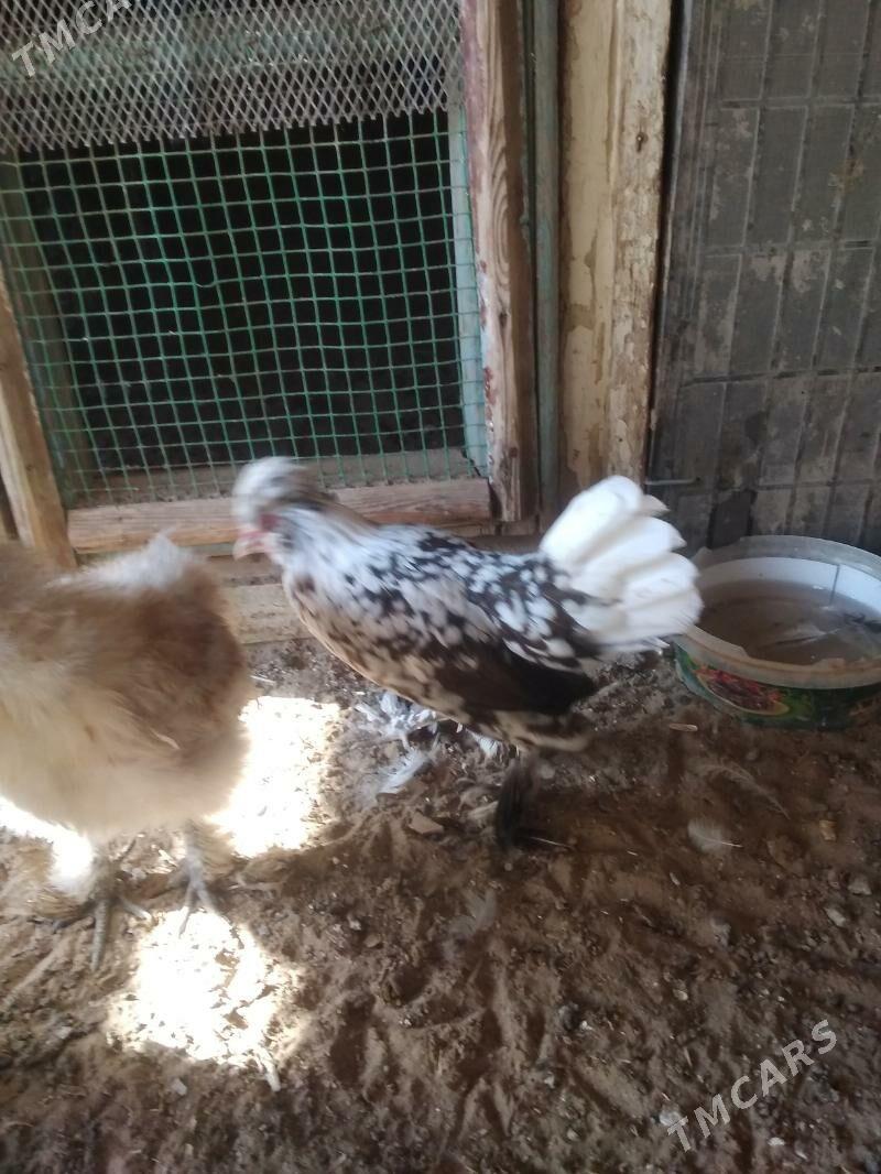 карлик японка - Гумдаг - img 9