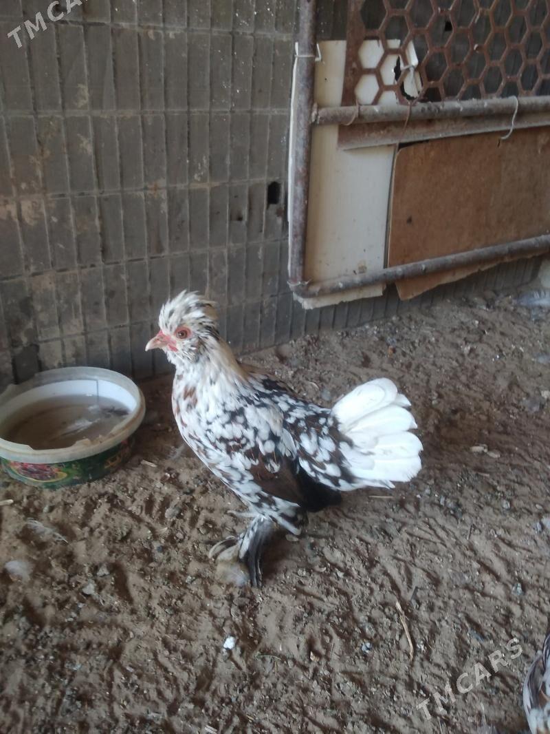 карлик японка - Гумдаг - img 4