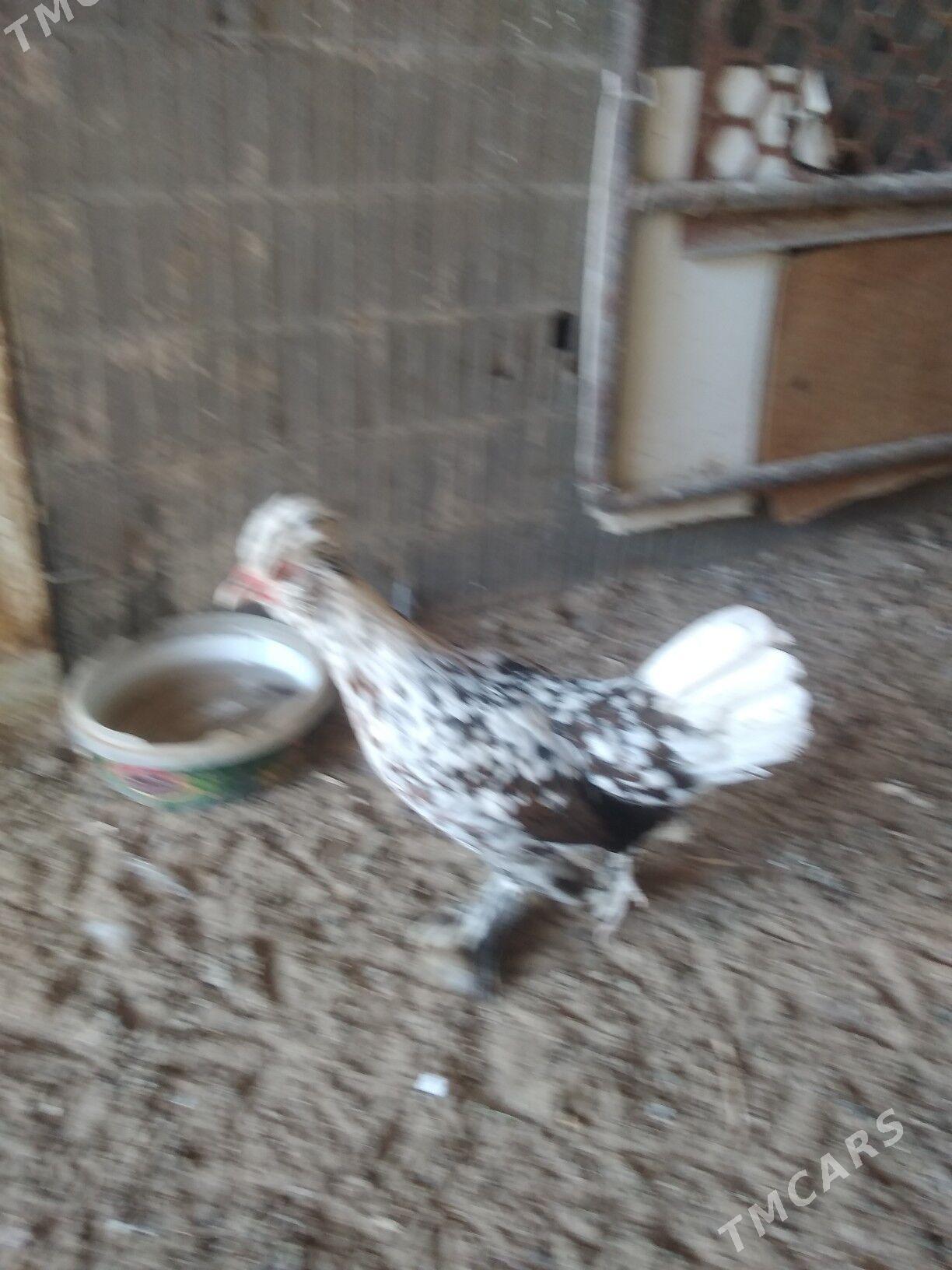 карлик японка - Гумдаг - img 6