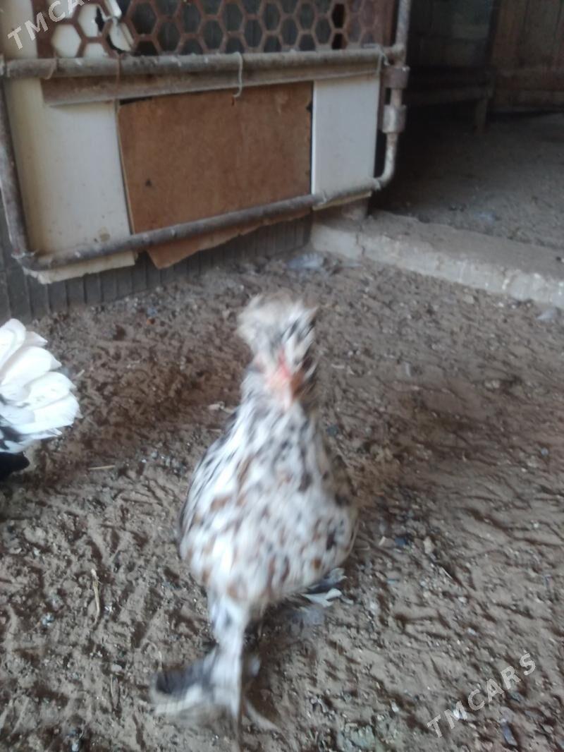 карлик японка - Гумдаг - img 2