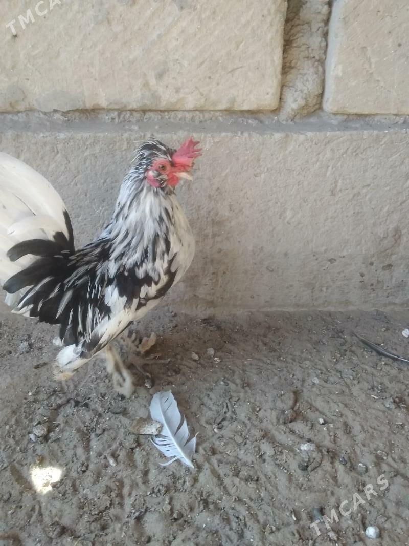 карлик японка - Гумдаг - img 1