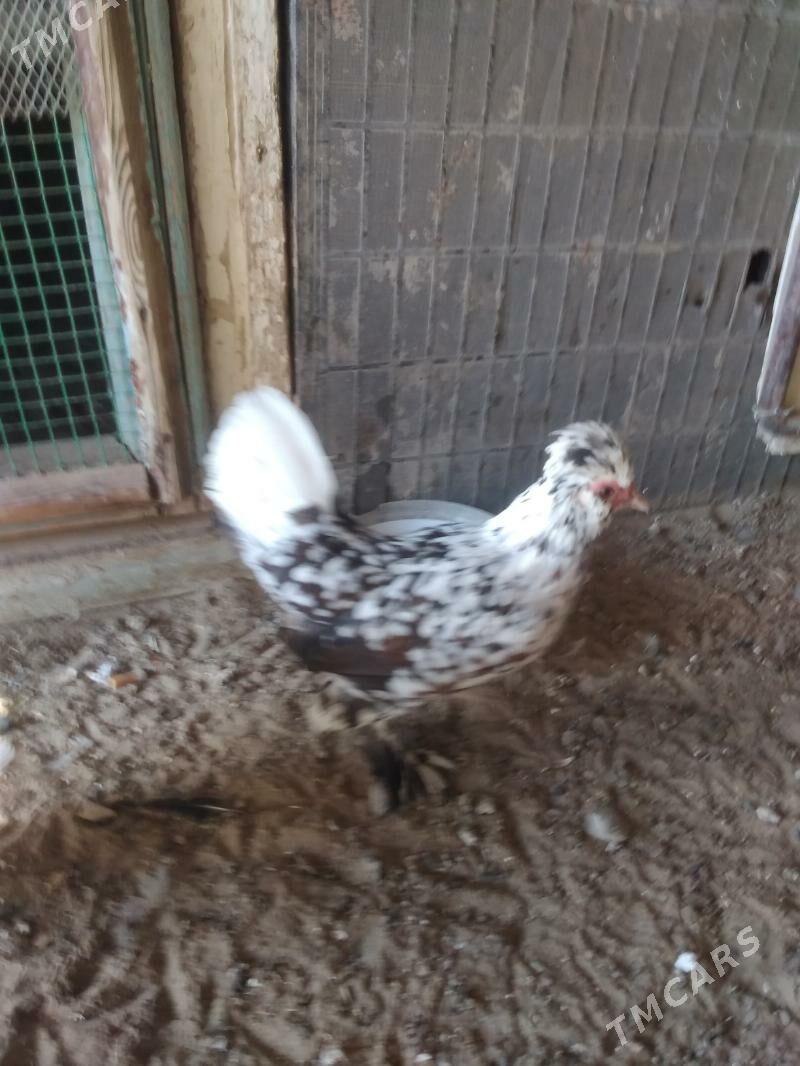 карлик японка - Гумдаг - img 8