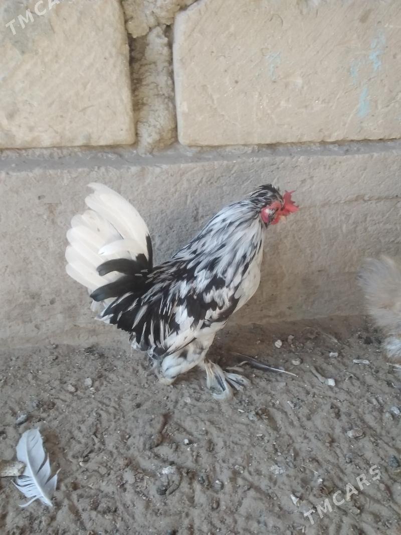 карлик японка - Гумдаг - img 5