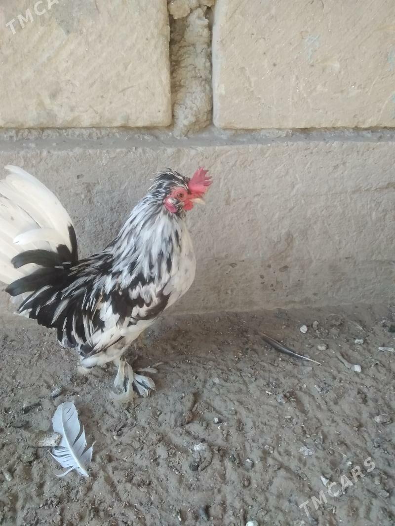 карлик японка - Гумдаг - img 3