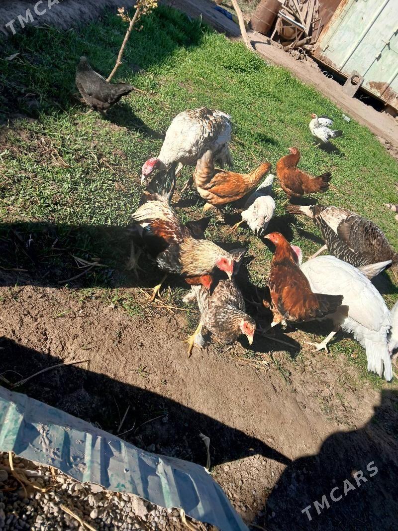 towuk horazlar - Туркменабат - img 2