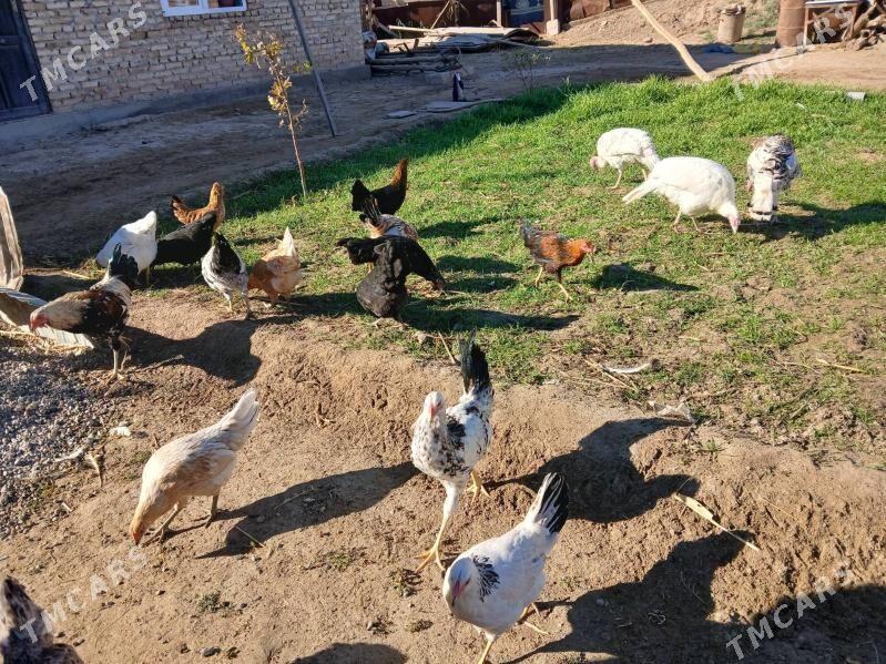 towuk horazlar - Туркменабат - img 5