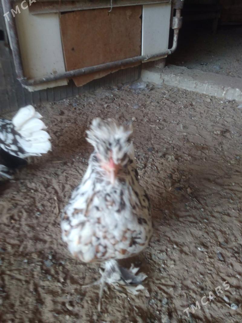 карлик японка - Гумдаг - img 7