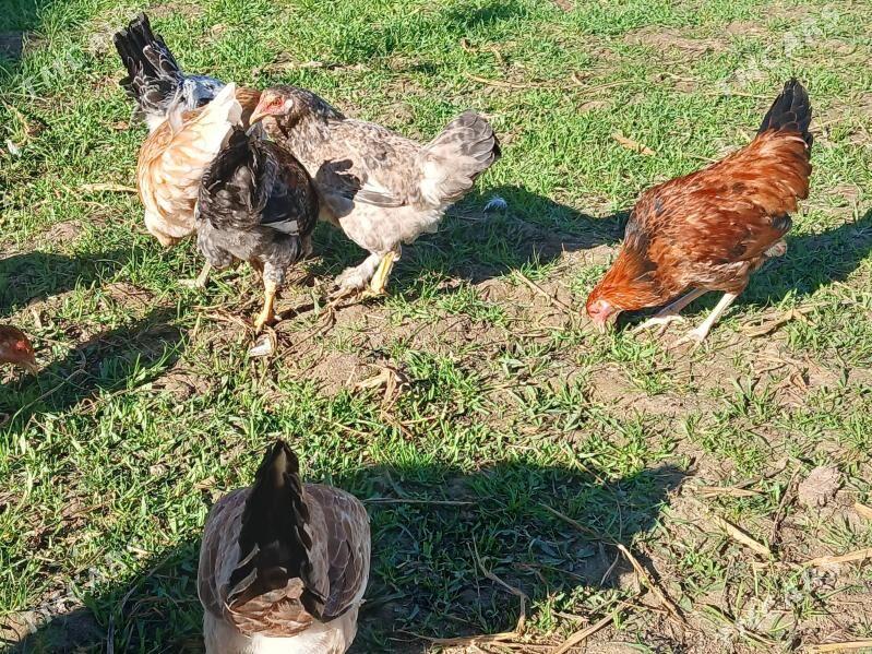 towuk horazlar - Туркменабат - img 3