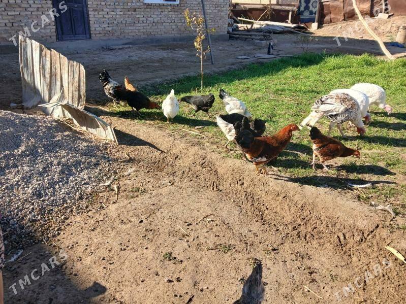 towuk horazlar - Туркменабат - img 4