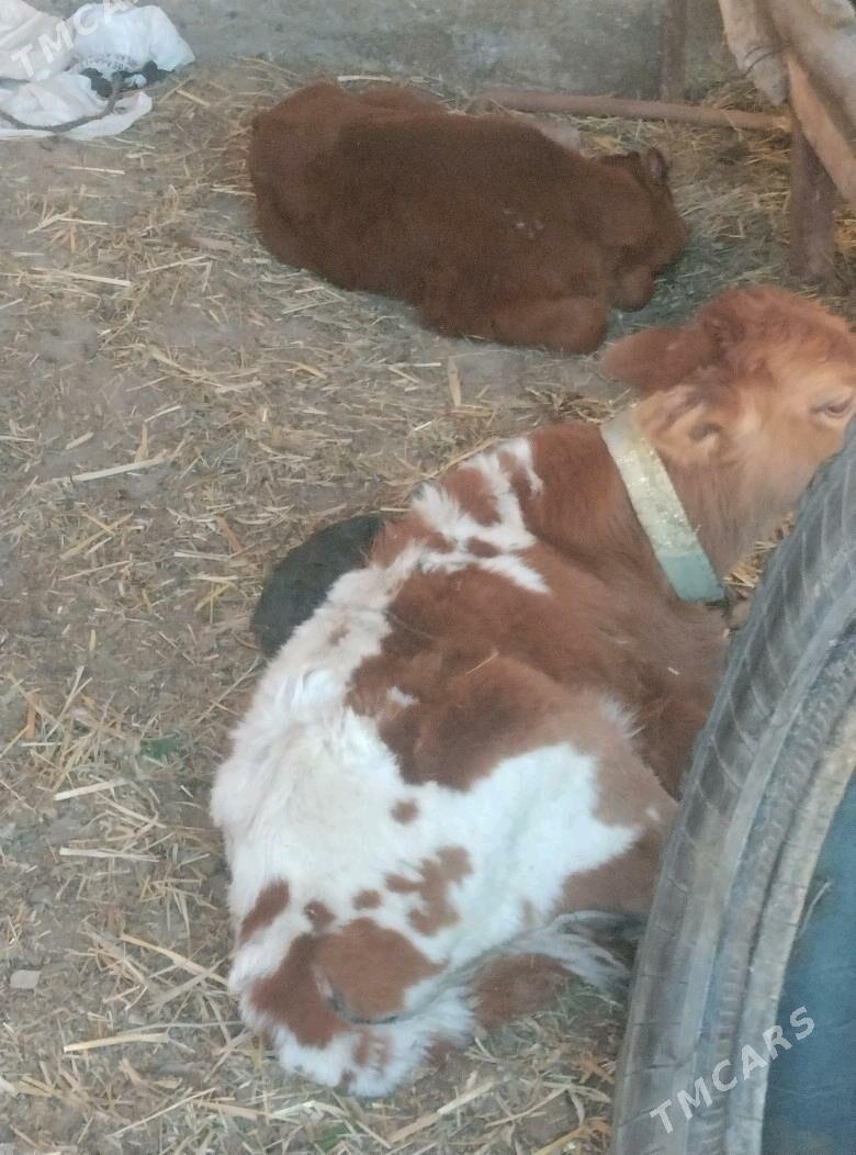 голели сыгыр - Чарджоу - img 5