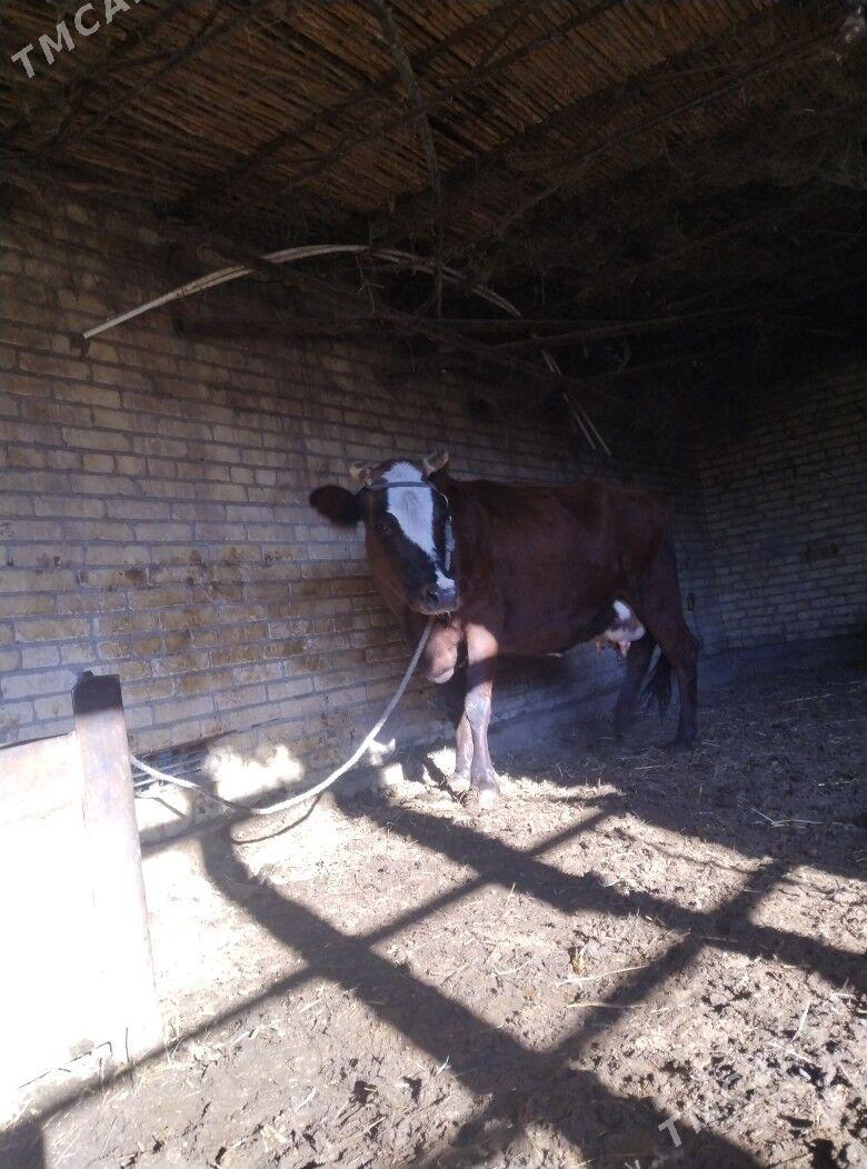 голели сыгыр - Чарджоу - img 1