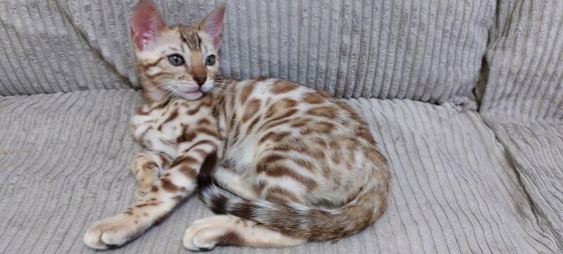 бенгальские котята - Ашхабад - img 2