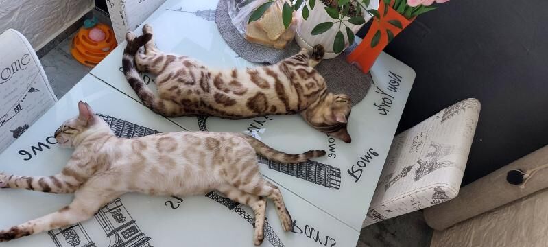 бенгальские котята - Ашхабад - img 7