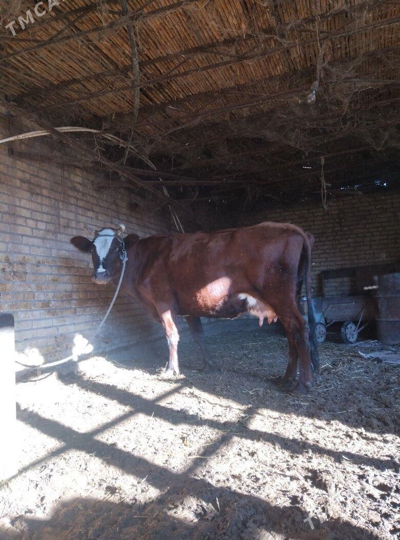 голели сыгыр - Чарджоу - img 3