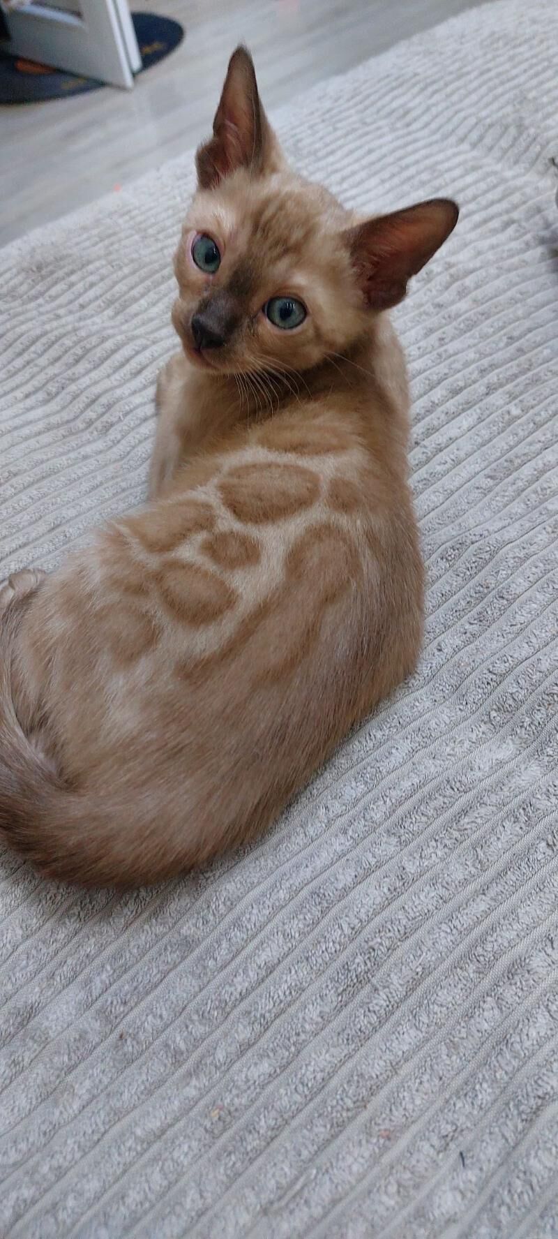 бенгальские котята - Ашхабад - img 4