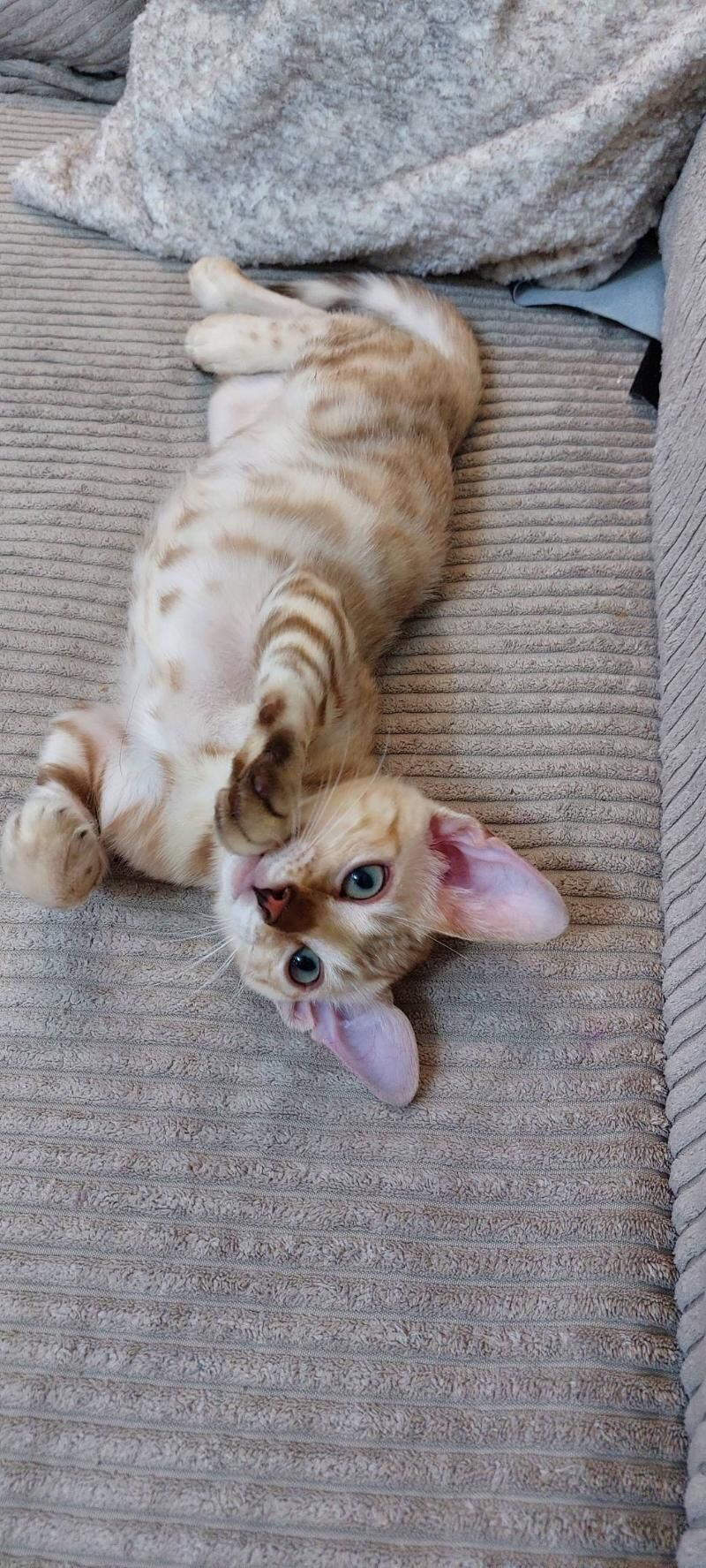 бенгальские котята - Ашхабад - img 6