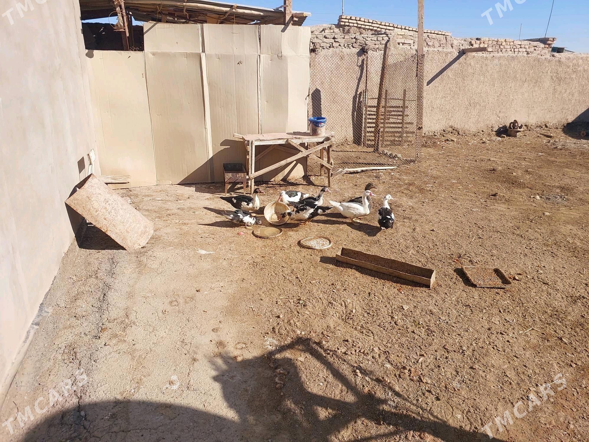 Induskalar - Шабатский этрап - img 3