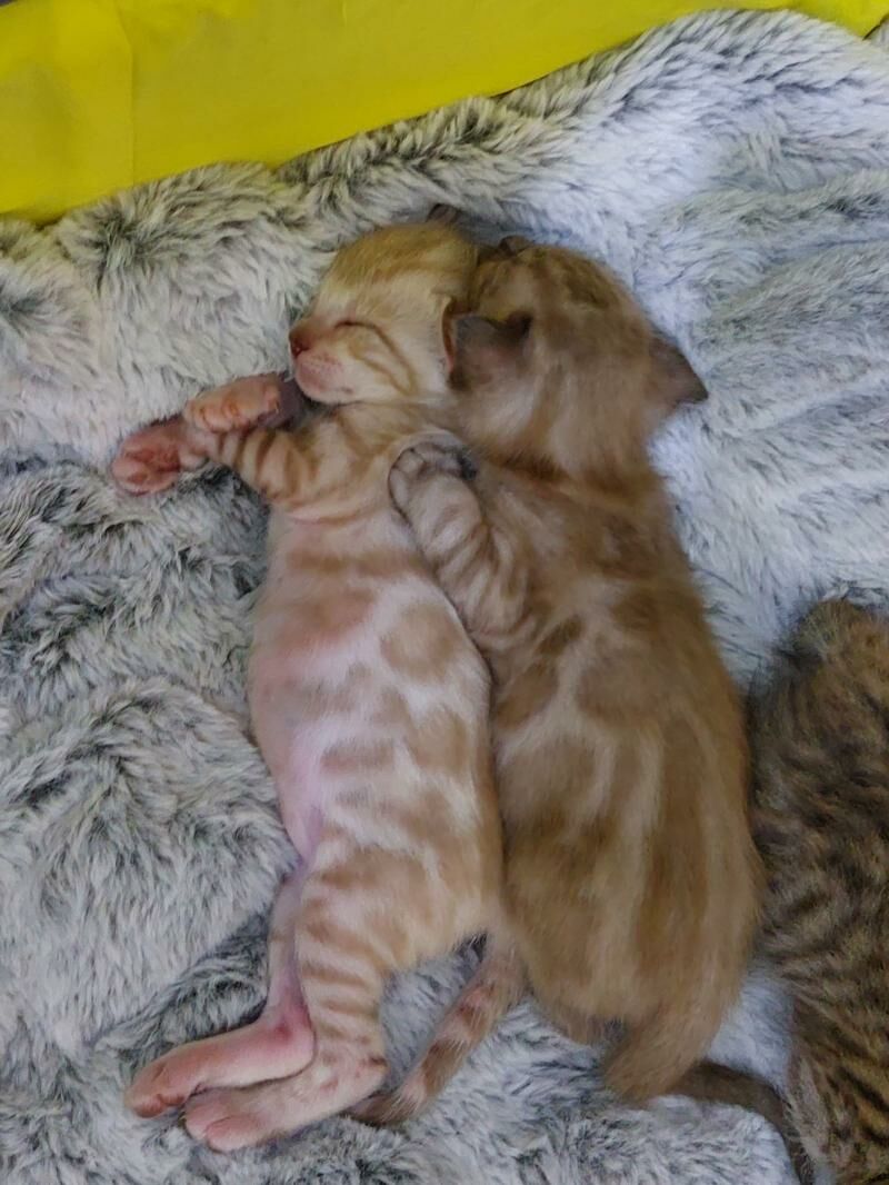 бенгальские котята - Ашхабад - img 10