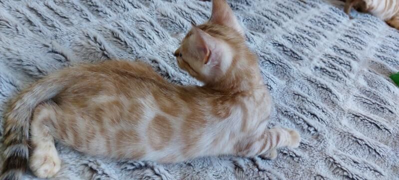 бенгальские котята - Ашхабад - img 9