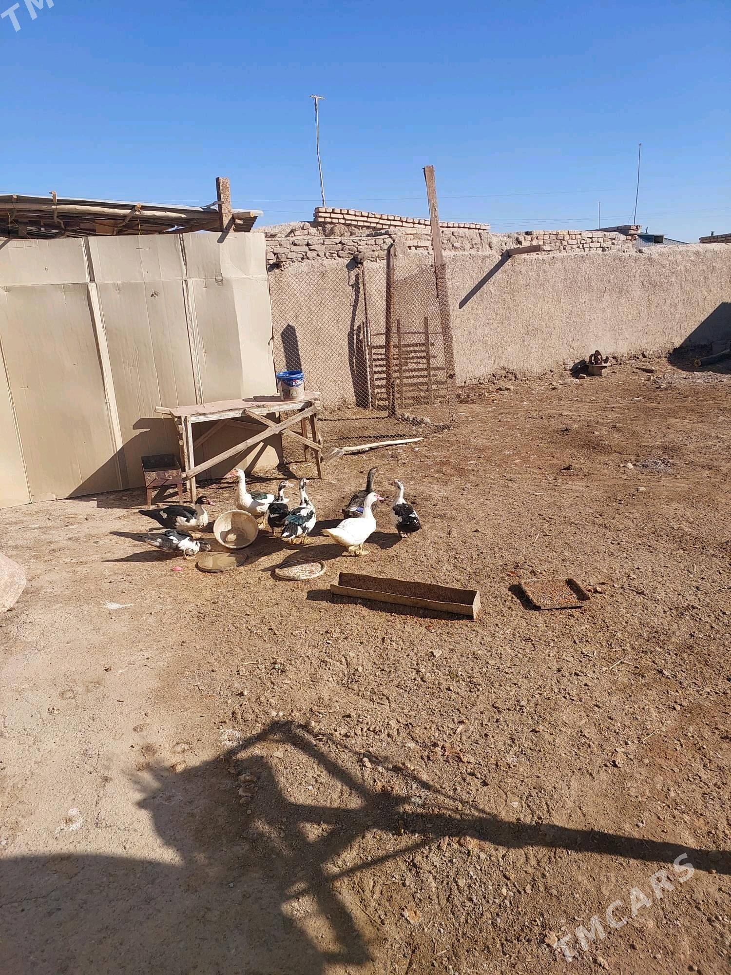 Induskalar - Шабатский этрап - img 2