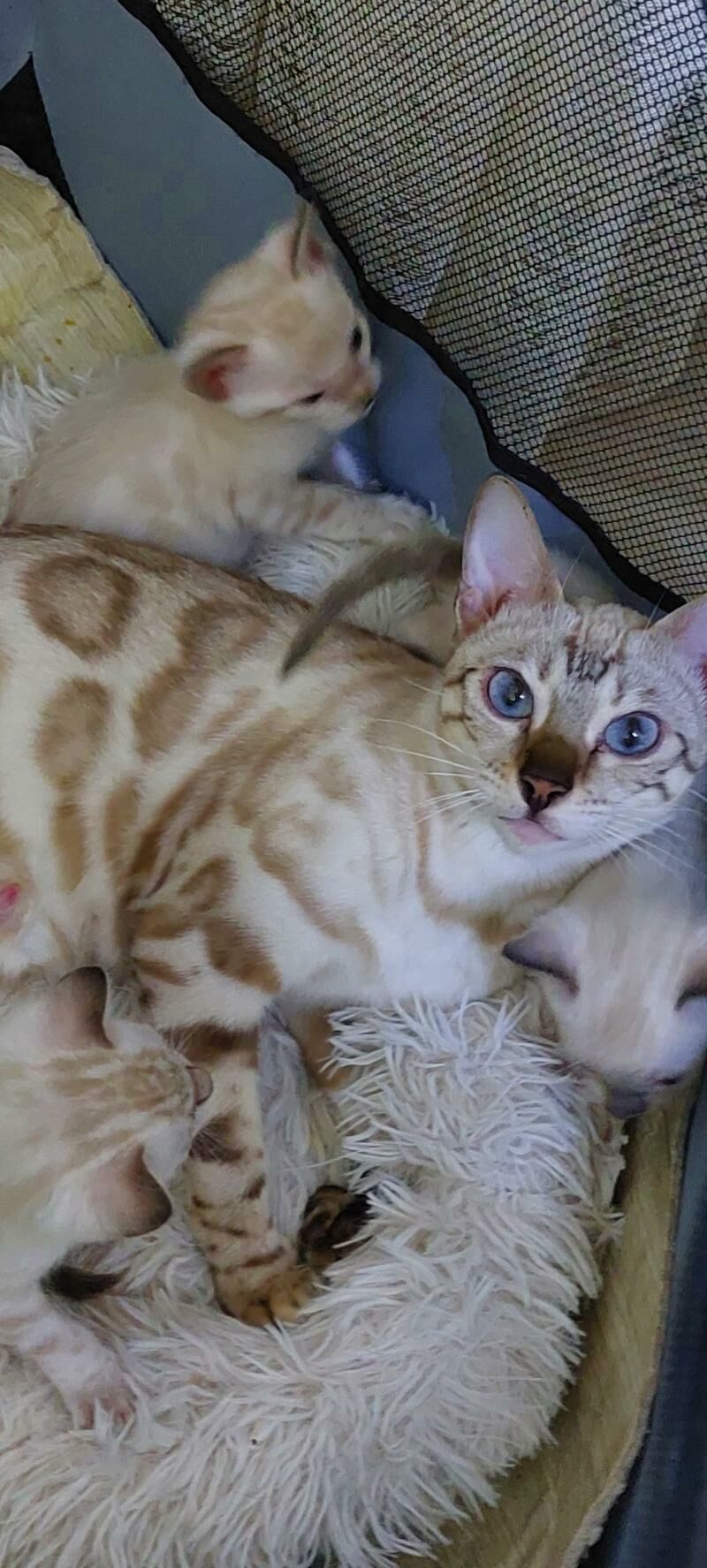 бенгальские котята - Ашхабад - img 3