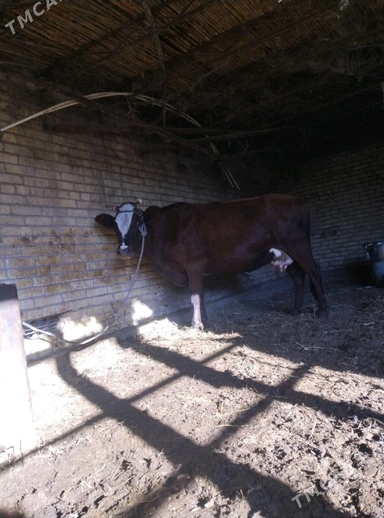 голели сыгыр - Чарджоу - img 2