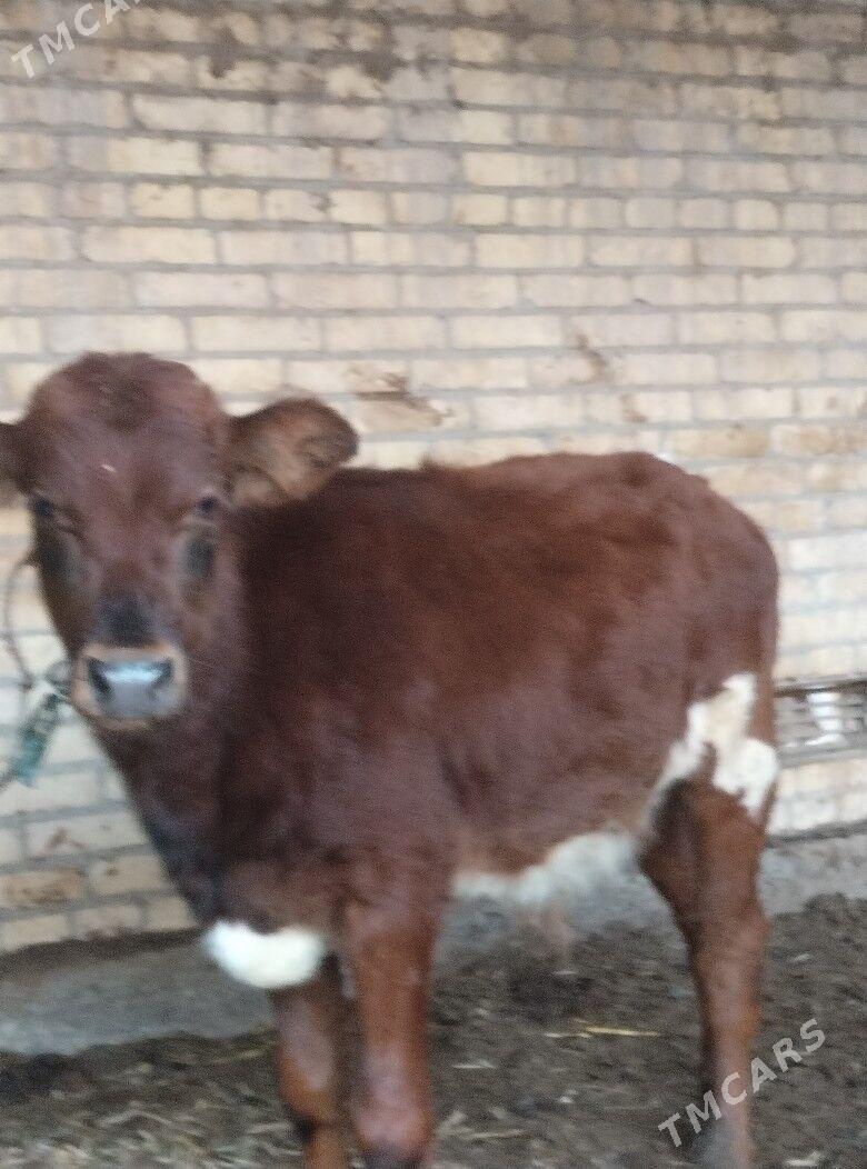 голели сыгыр - Чарджоу - img 3