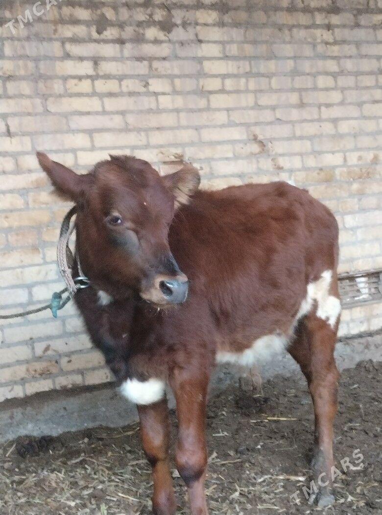 голели сыгыр - Чарджоу - img 2