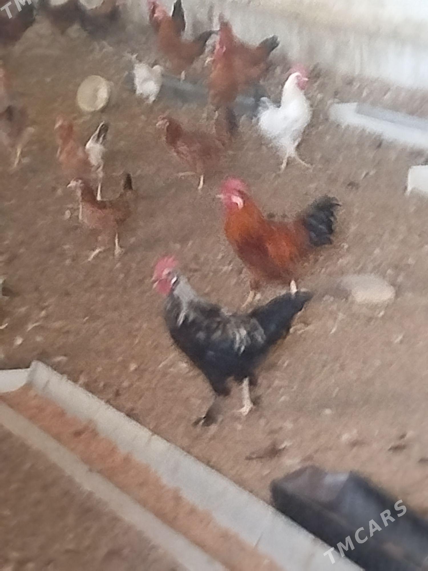 Towuk - Ak bugdaý etraby - img 2