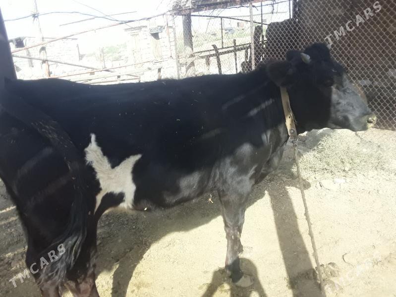 Tohum tüwe - Гёкдепе - img 1