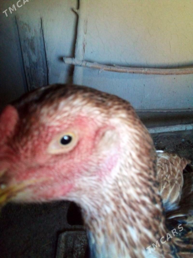 маки.турк - Дашогуз - img 5