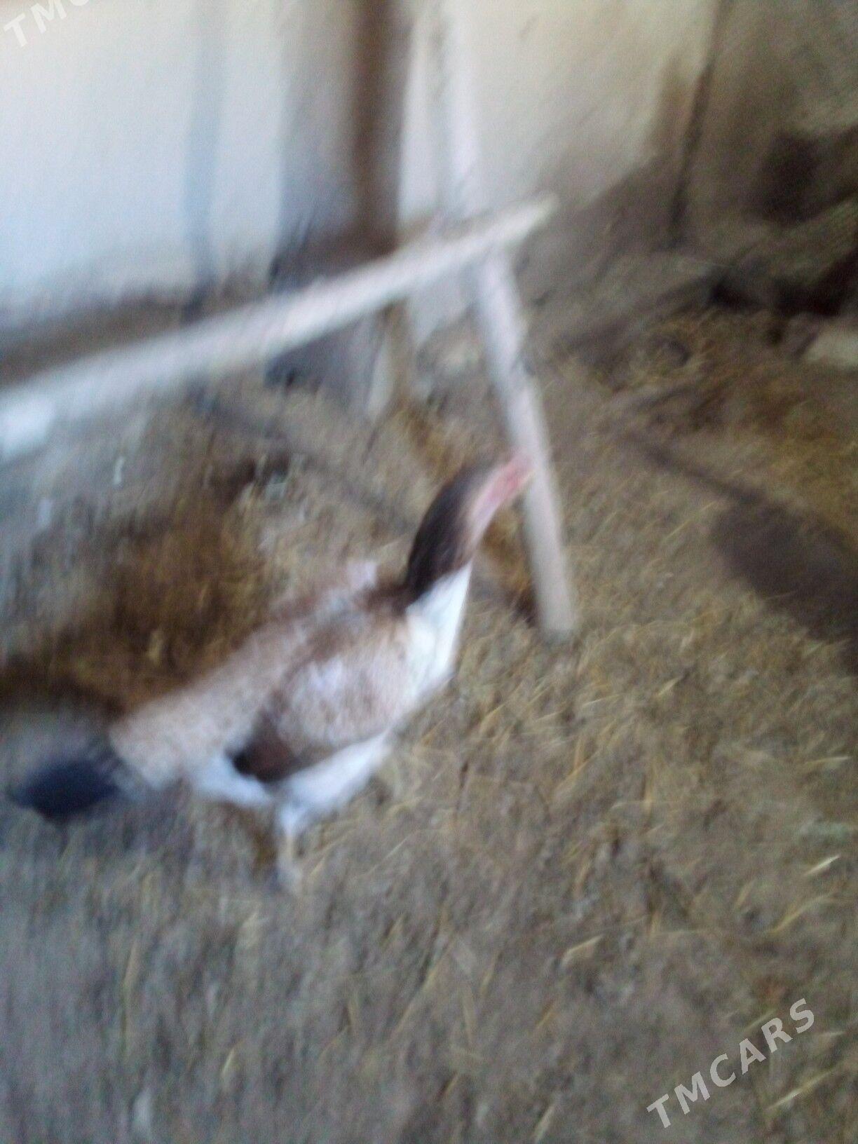 маки.турк - Дашогуз - img 3