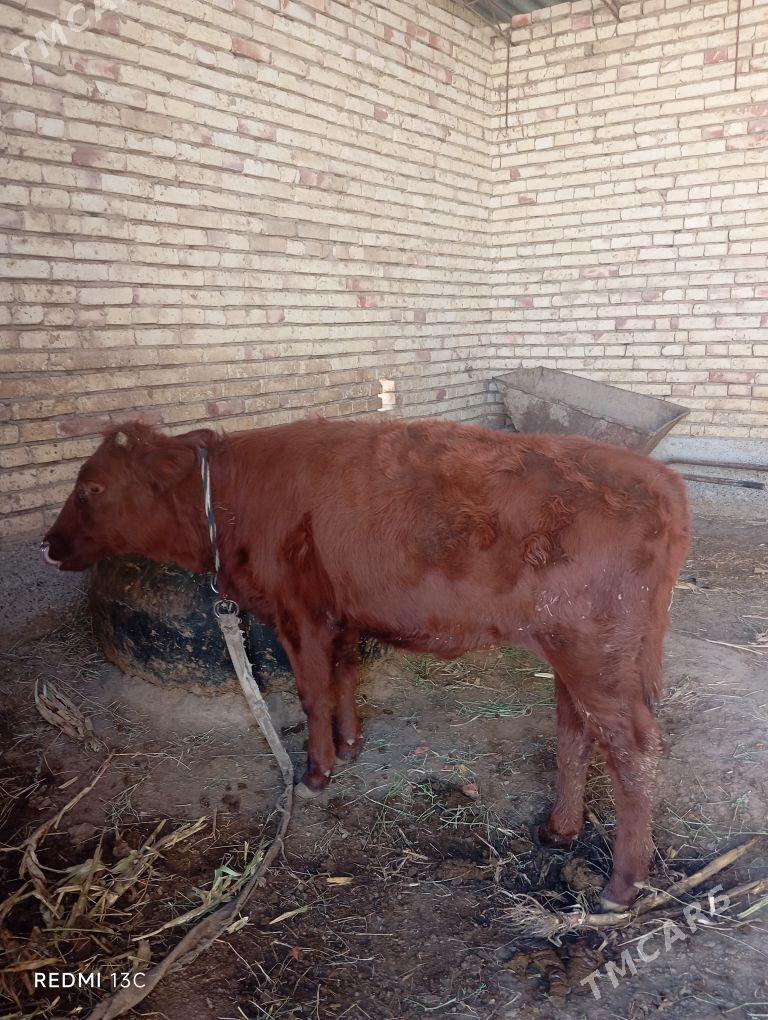 gulajyn - Sakarçäge - img 1