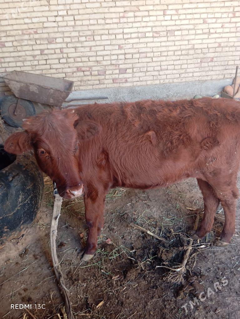 gulajyn - Sakarçäge - img 4