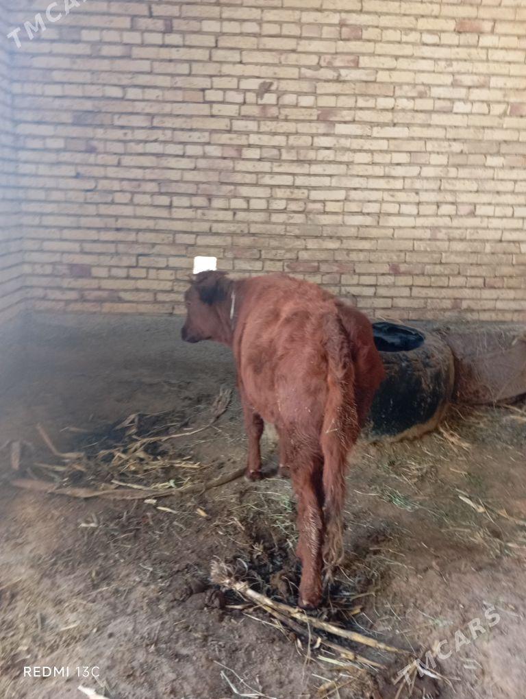 gulajyn - Sakarçäge - img 3