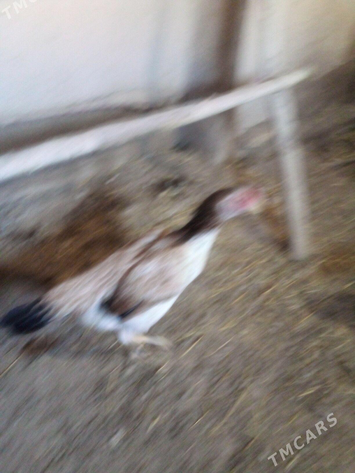 маки.турк - Дашогуз - img 2