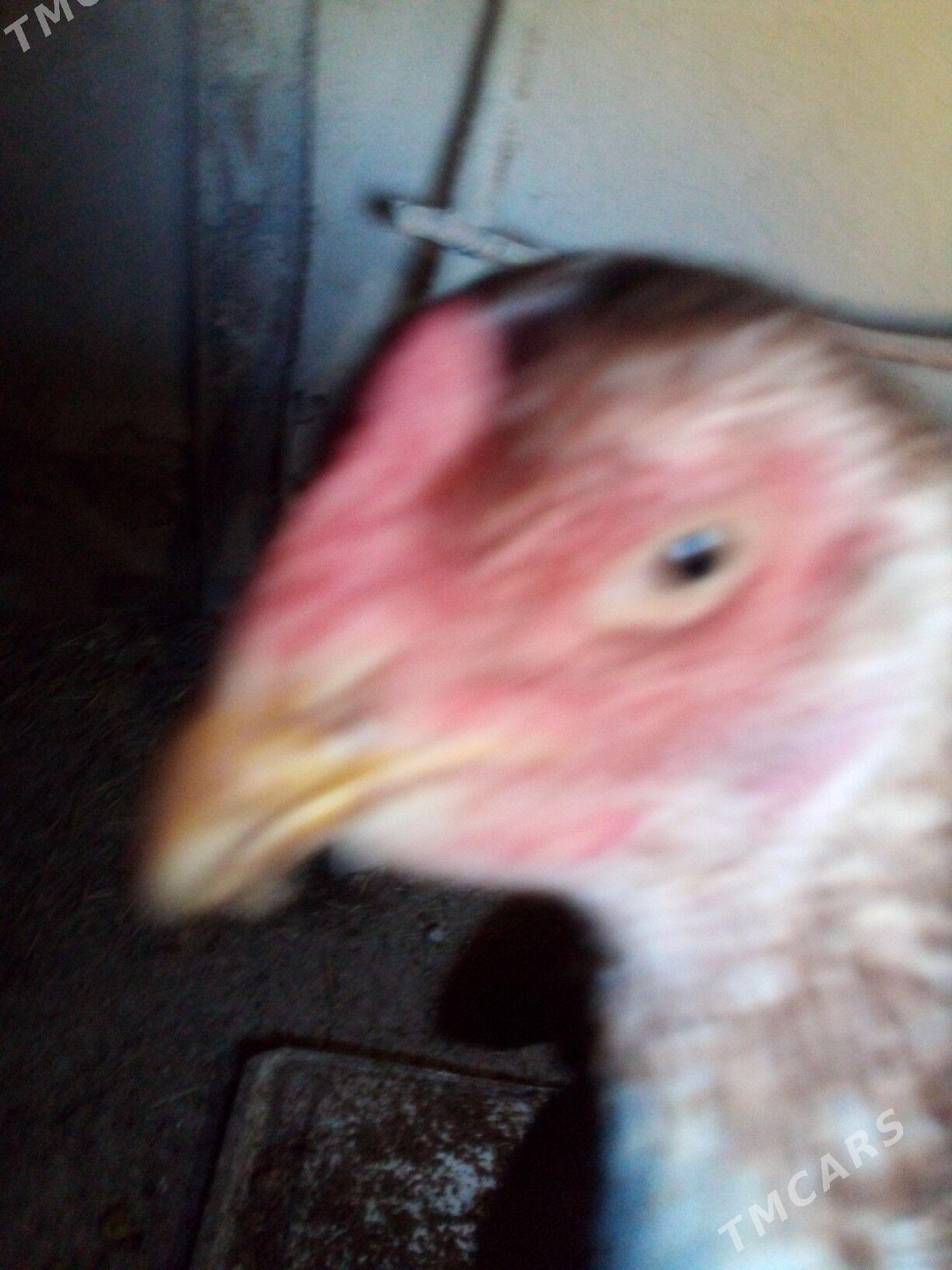 маки.турк - Дашогуз - img 4