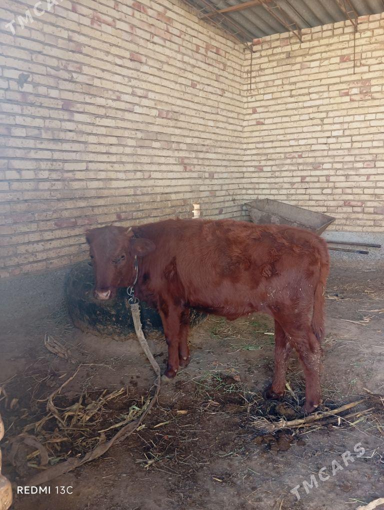 gulajyn - Sakarçäge - img 2